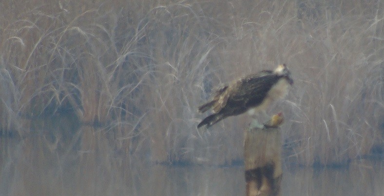 Águila Pescadora - ML186527271