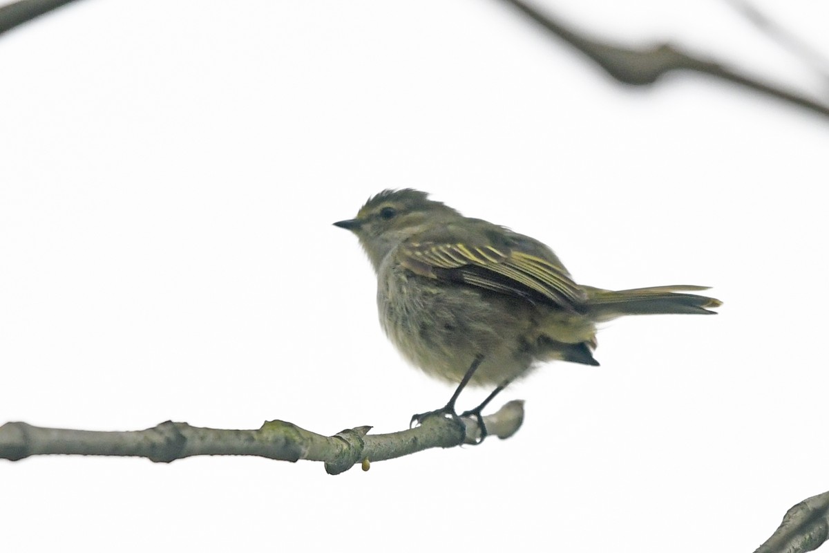 Choco Tyrannulet - Marie O'Neill