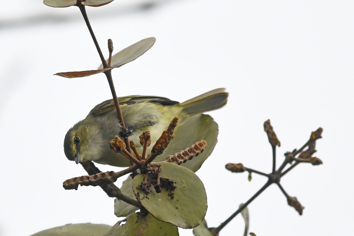 Choco Tyrannulet - ML186528561