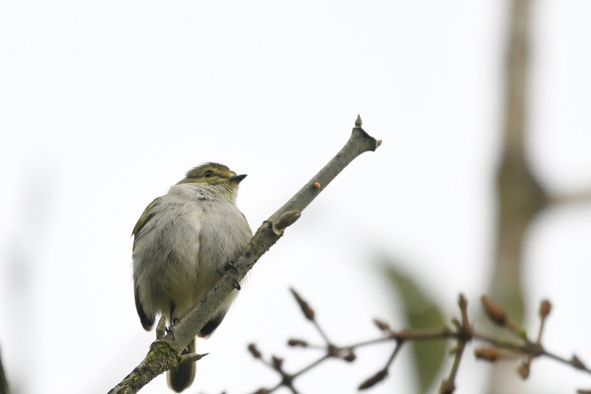 Choco Tyrannulet - Marie O'Neill