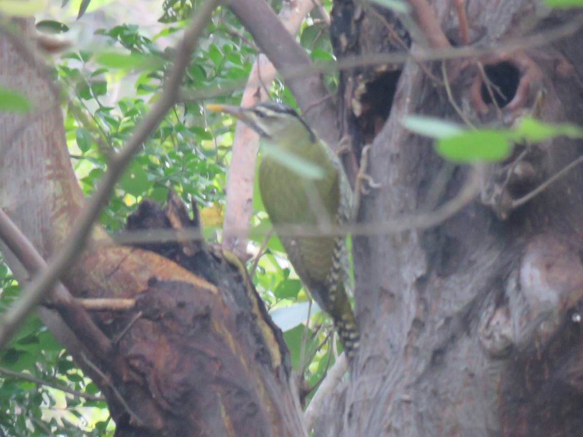 Scaly-bellied Woodpecker - ML186529201