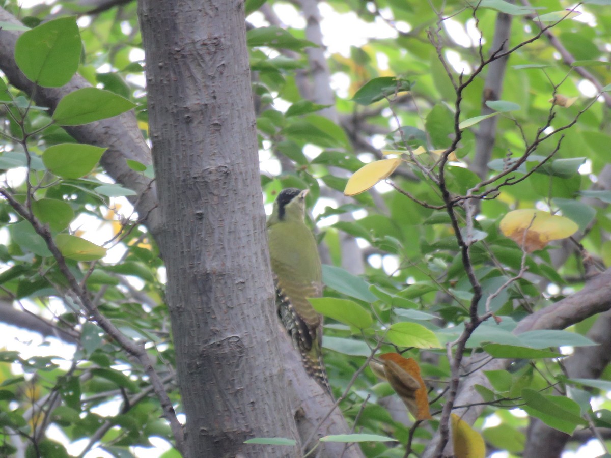 Scaly-bellied Woodpecker - ML186529521