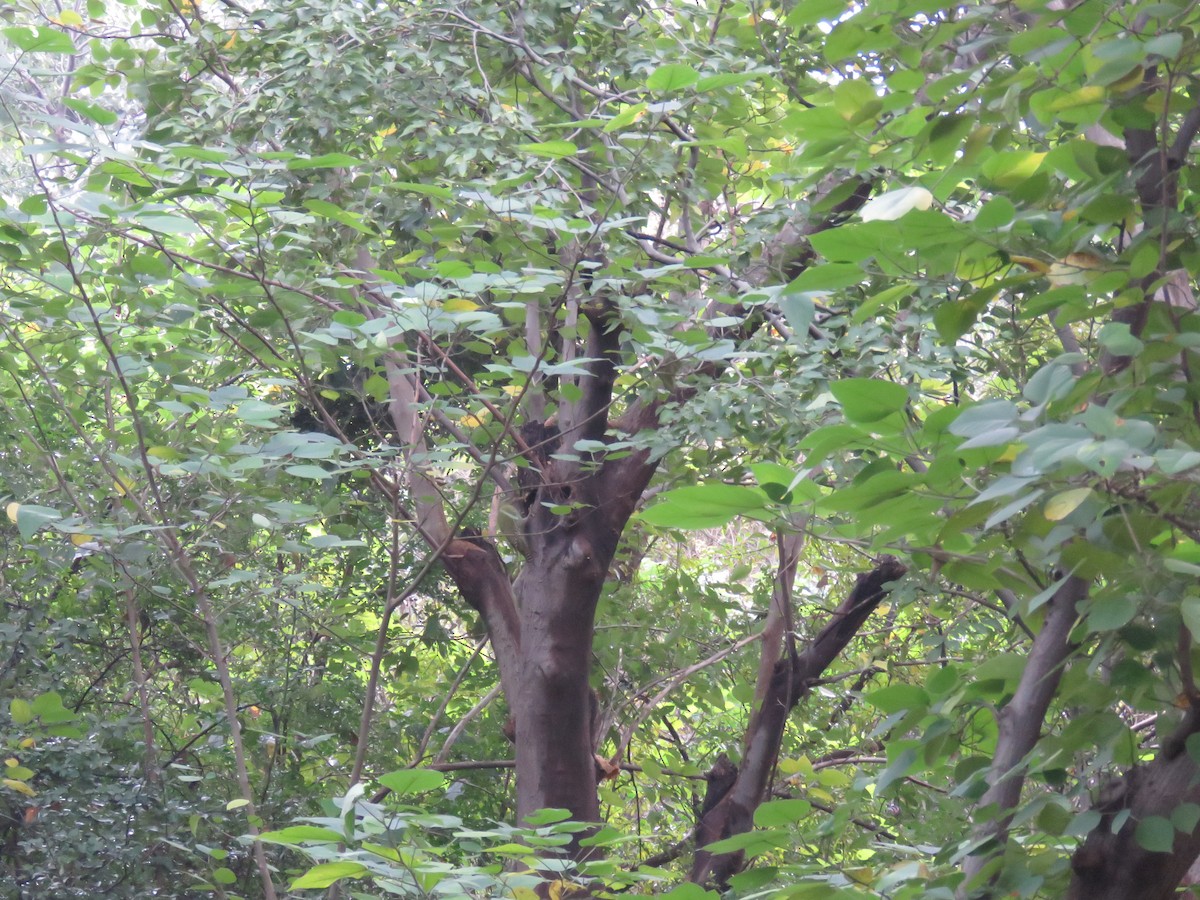 Scaly-bellied Woodpecker - ML186529571