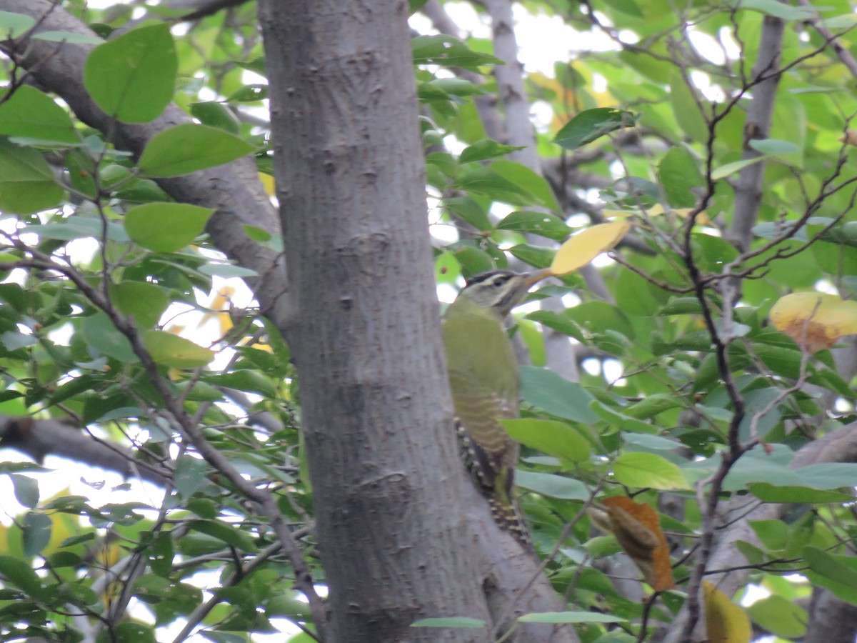 Scaly-bellied Woodpecker - ML186529581