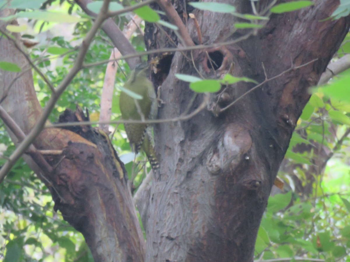 Scaly-bellied Woodpecker - ML186529681