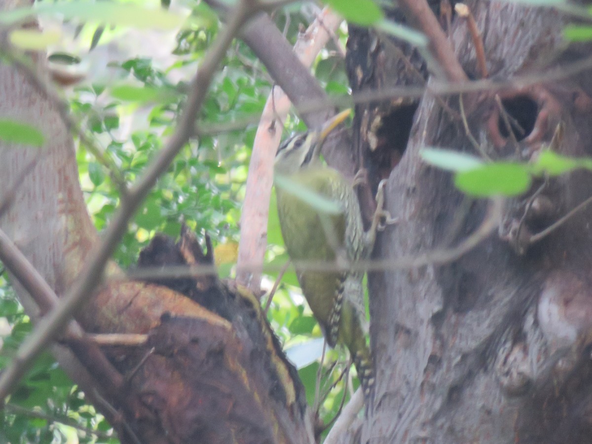 Scaly-bellied Woodpecker - ML186529731