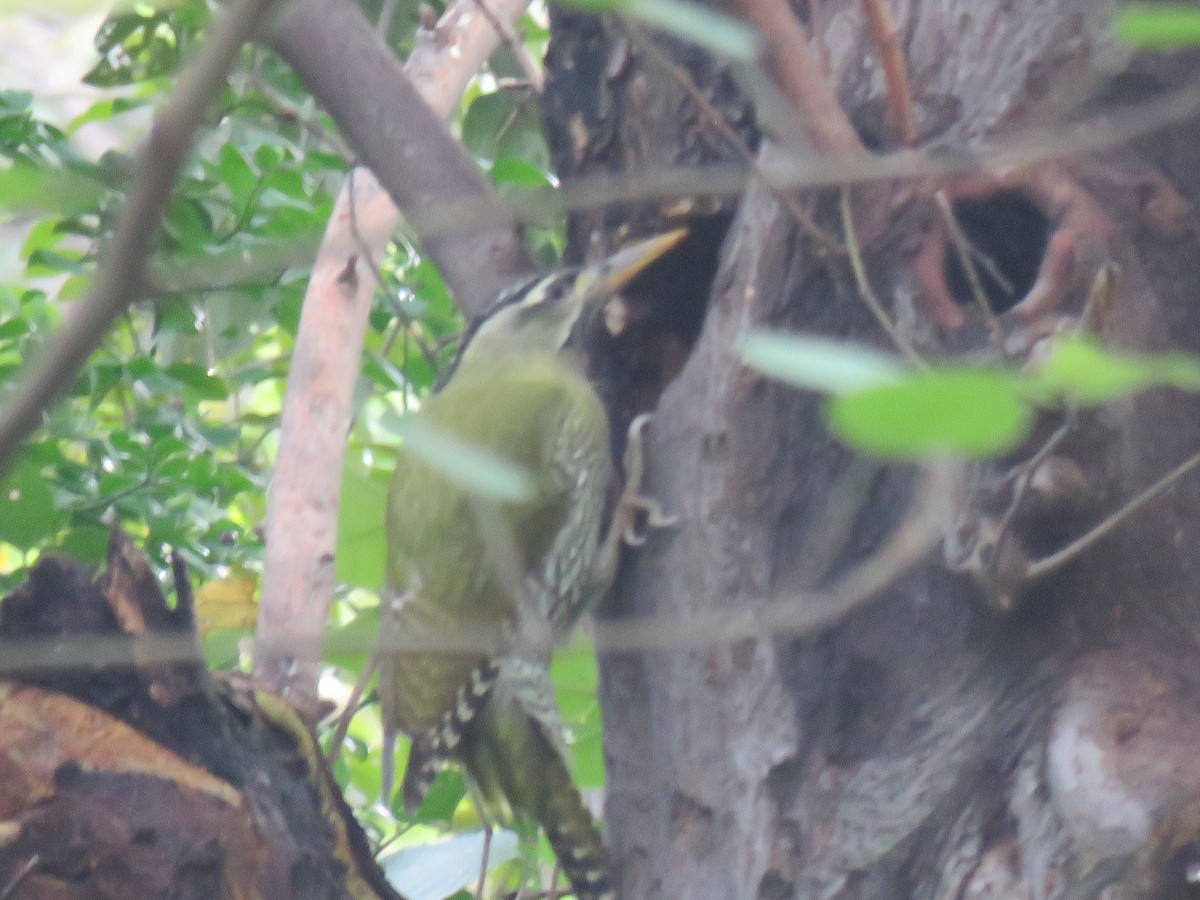 Scaly-bellied Woodpecker - ML186529751