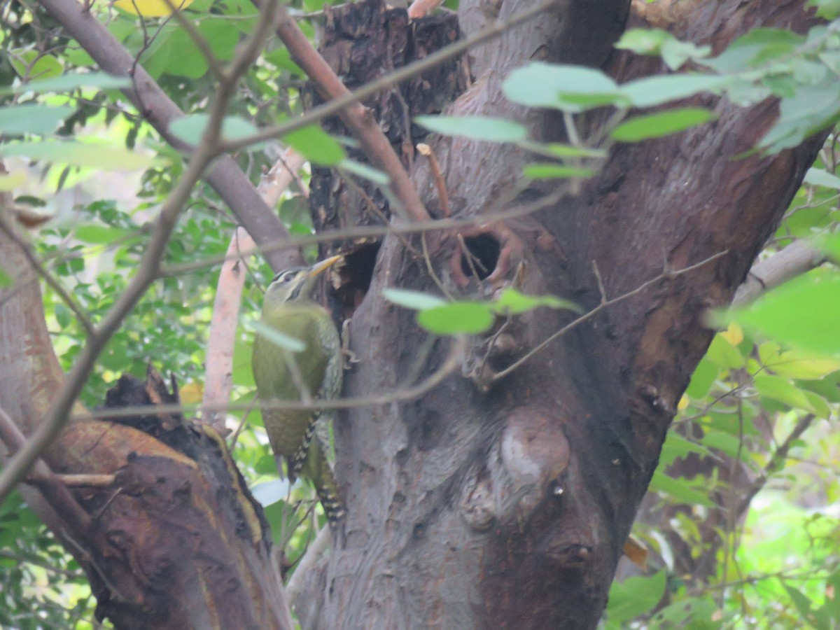 Scaly-bellied Woodpecker - ML186529781