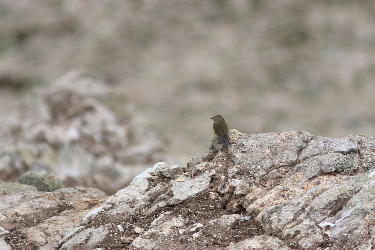 Red-flanked Bluetail - ML186531841