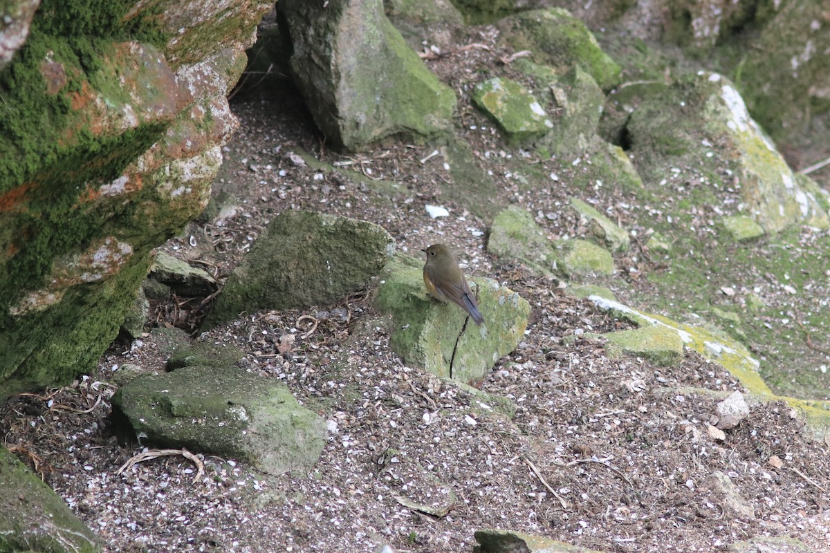 Red-flanked Bluetail - ML186531871