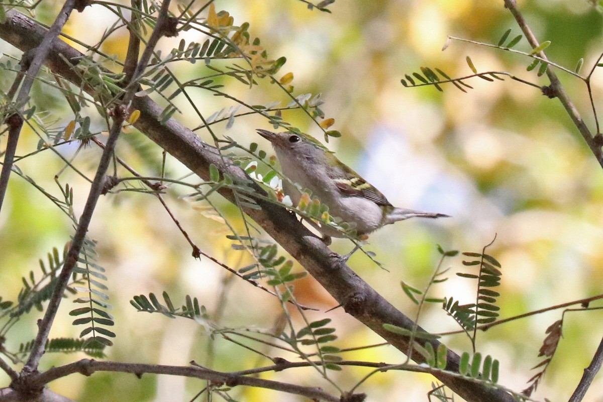 Chestnut-sided Warbler - ML186532571