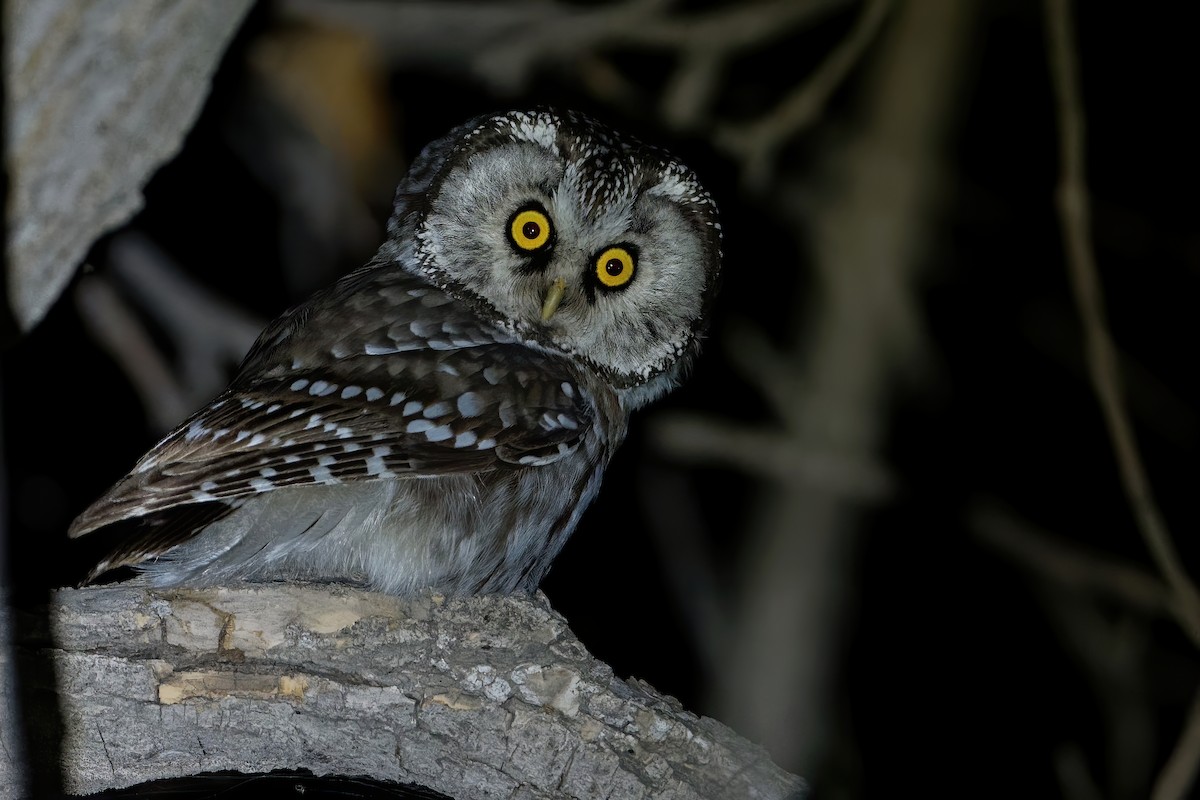 Boreal Owl (Tengmalm's) - ML186534701