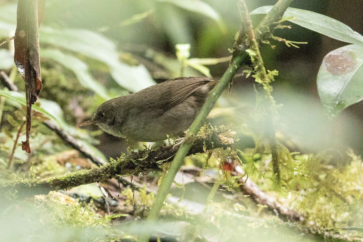 Mountain Mouse-Warbler - ML186535391