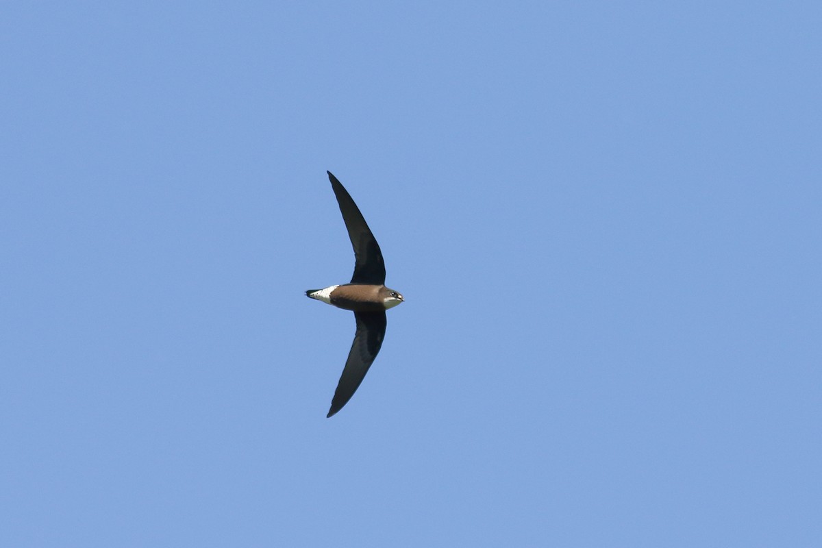 White-throated Needletail - ML186536681