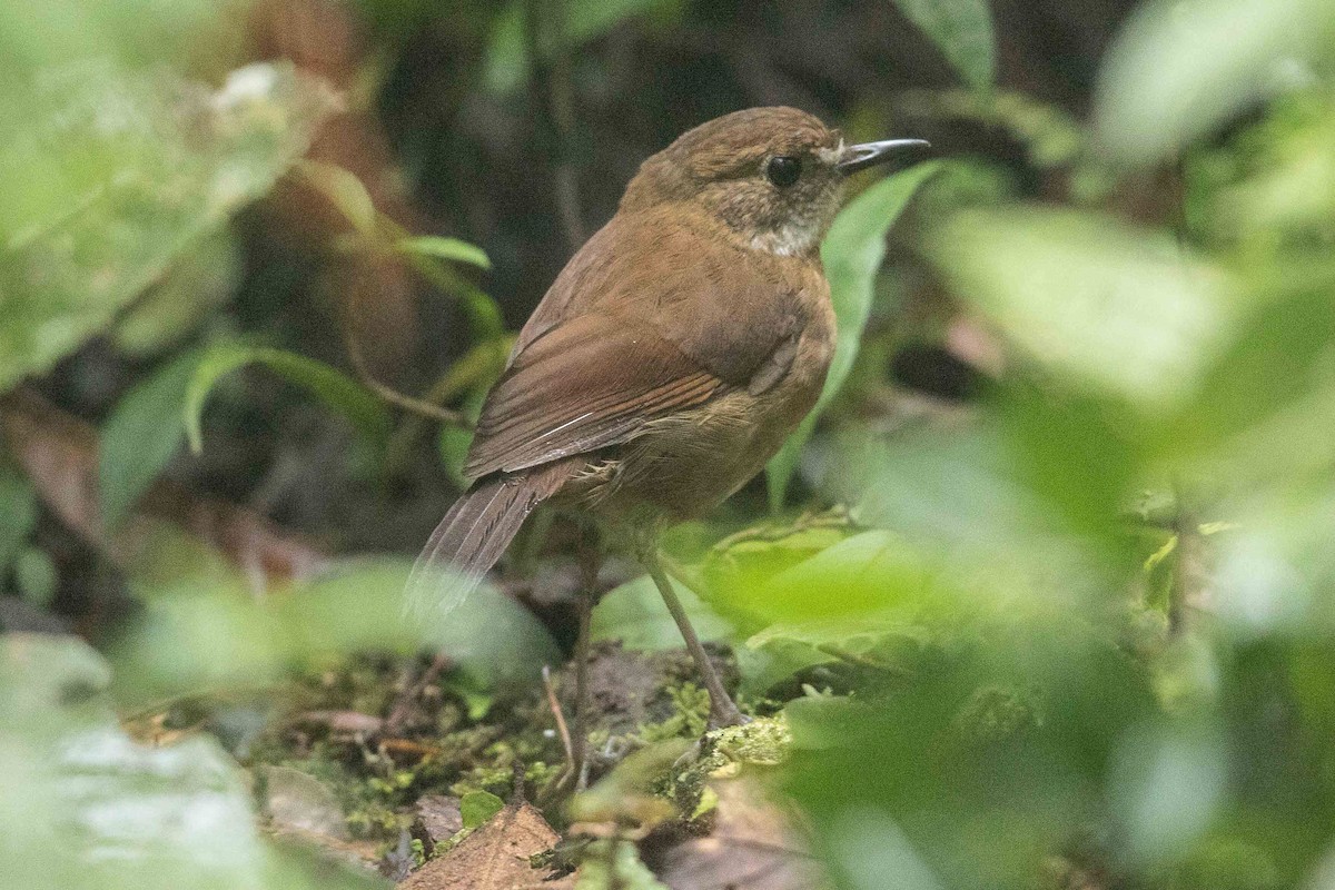 Petroica Terrestre Chica - ML186537471