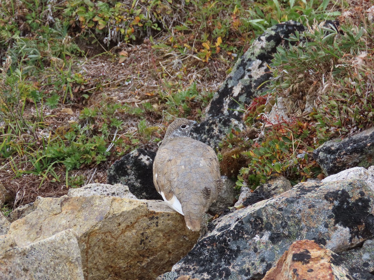 Weißschwanz-Schneehuhn - ML186537751