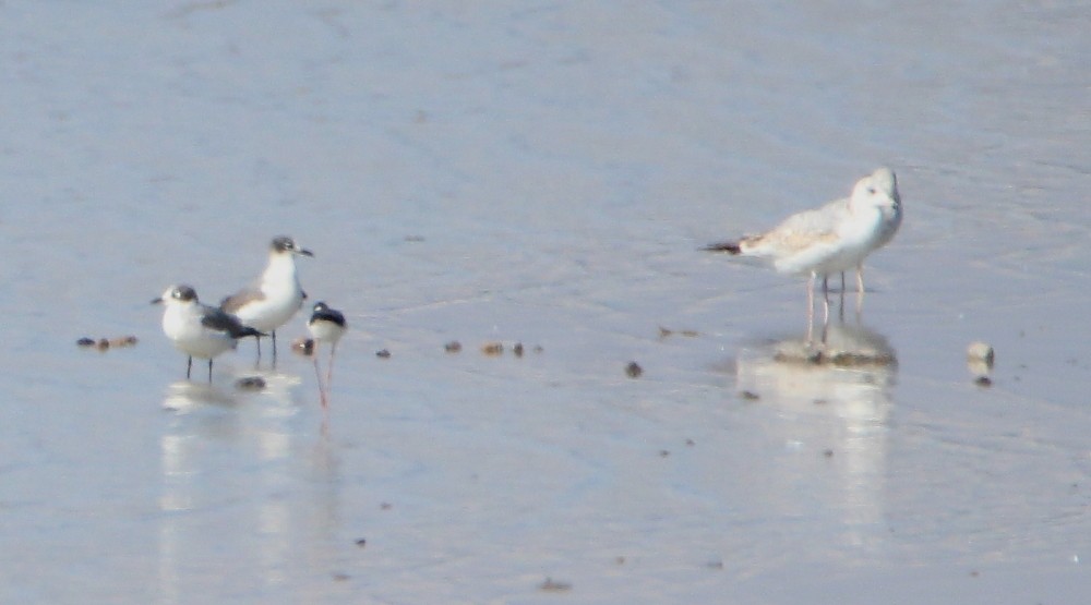 Franklin's Gull - ML186538761