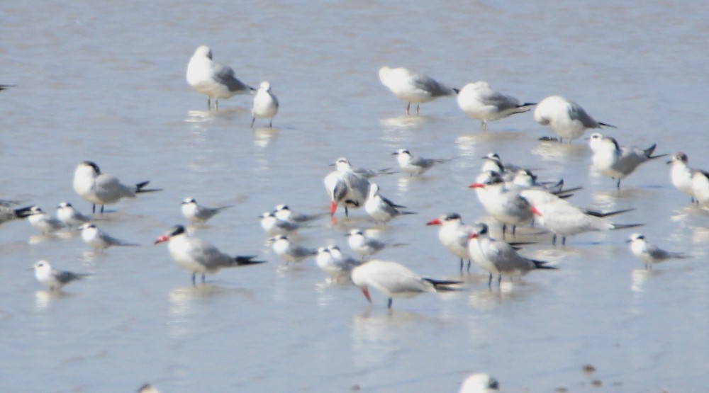 Caspian Tern - ML186538791