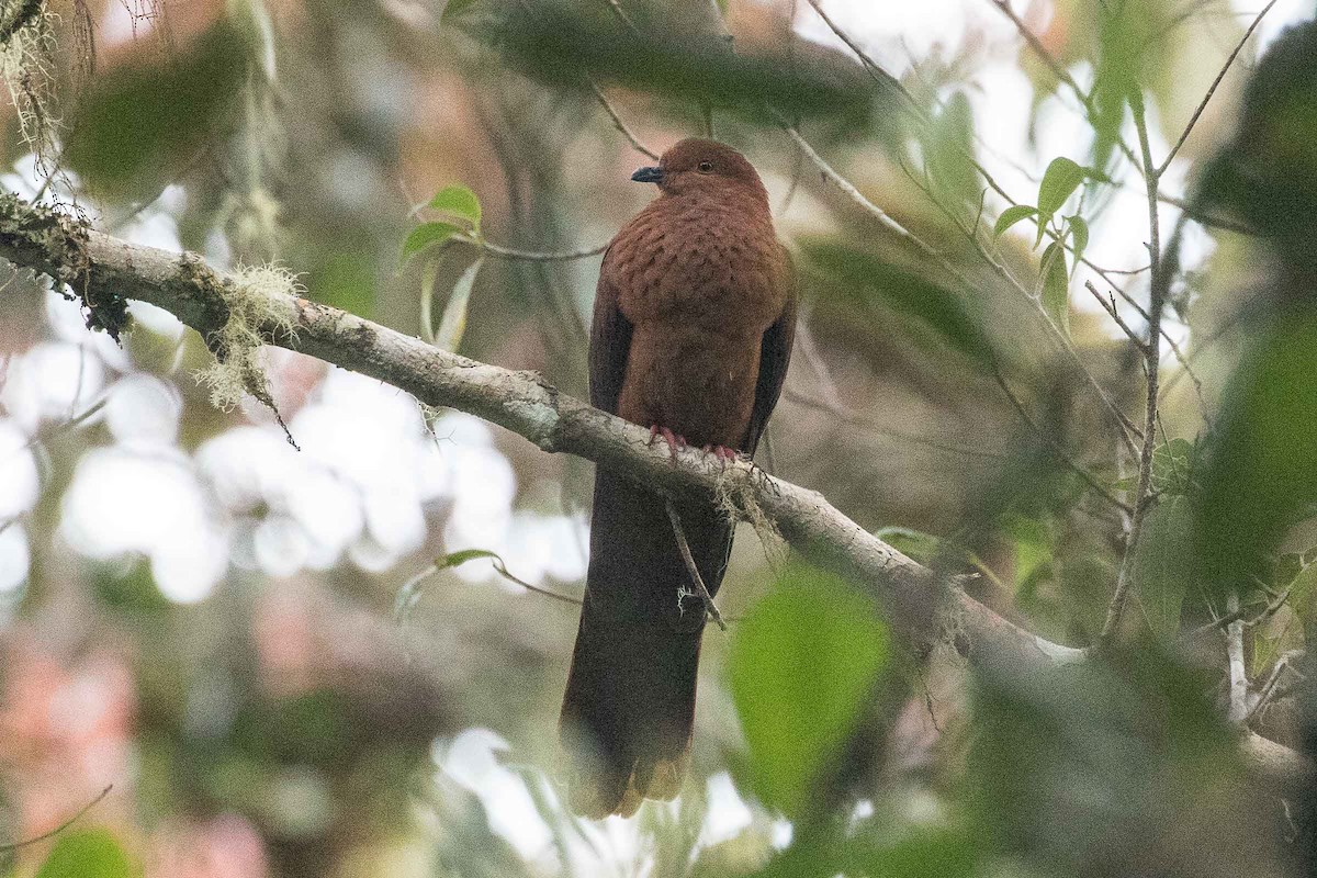 Black-billed Cuckoo-Dove - Eric VanderWerf