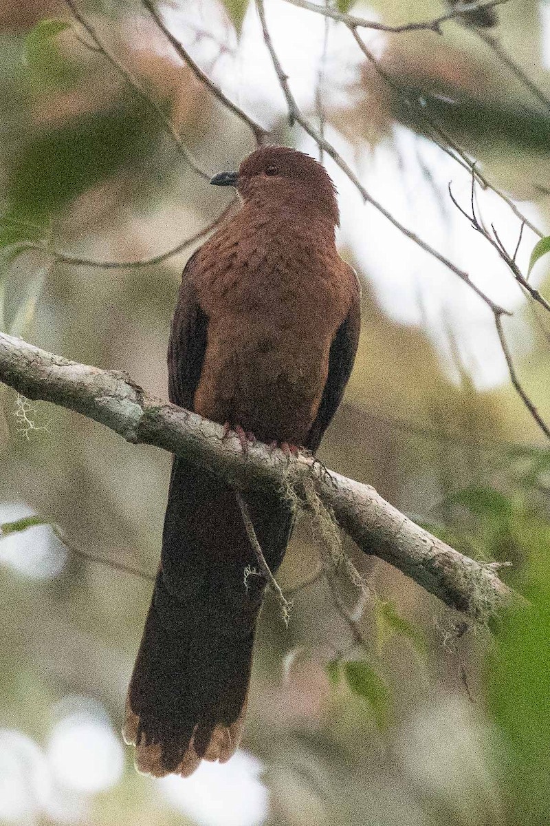 Tórtola Cuco Piquinegra - ML186539031