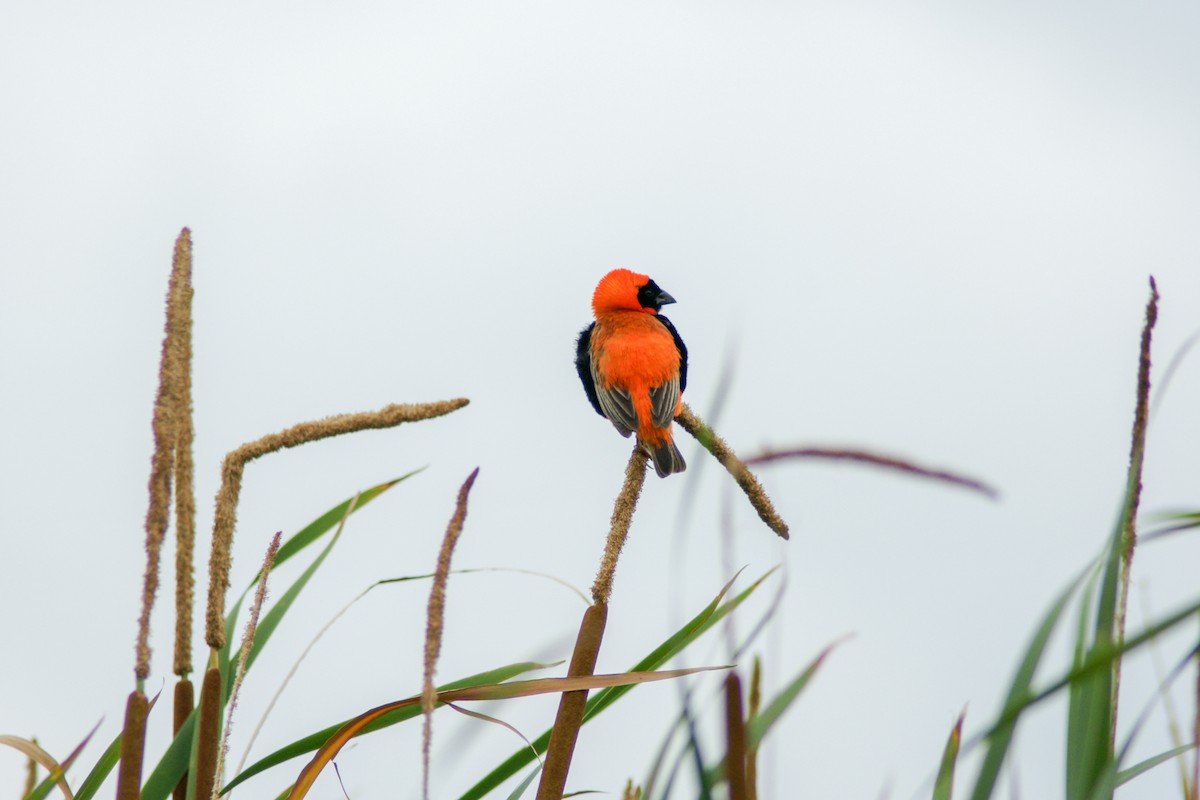 Southern Red Bishop - Stuart Turner