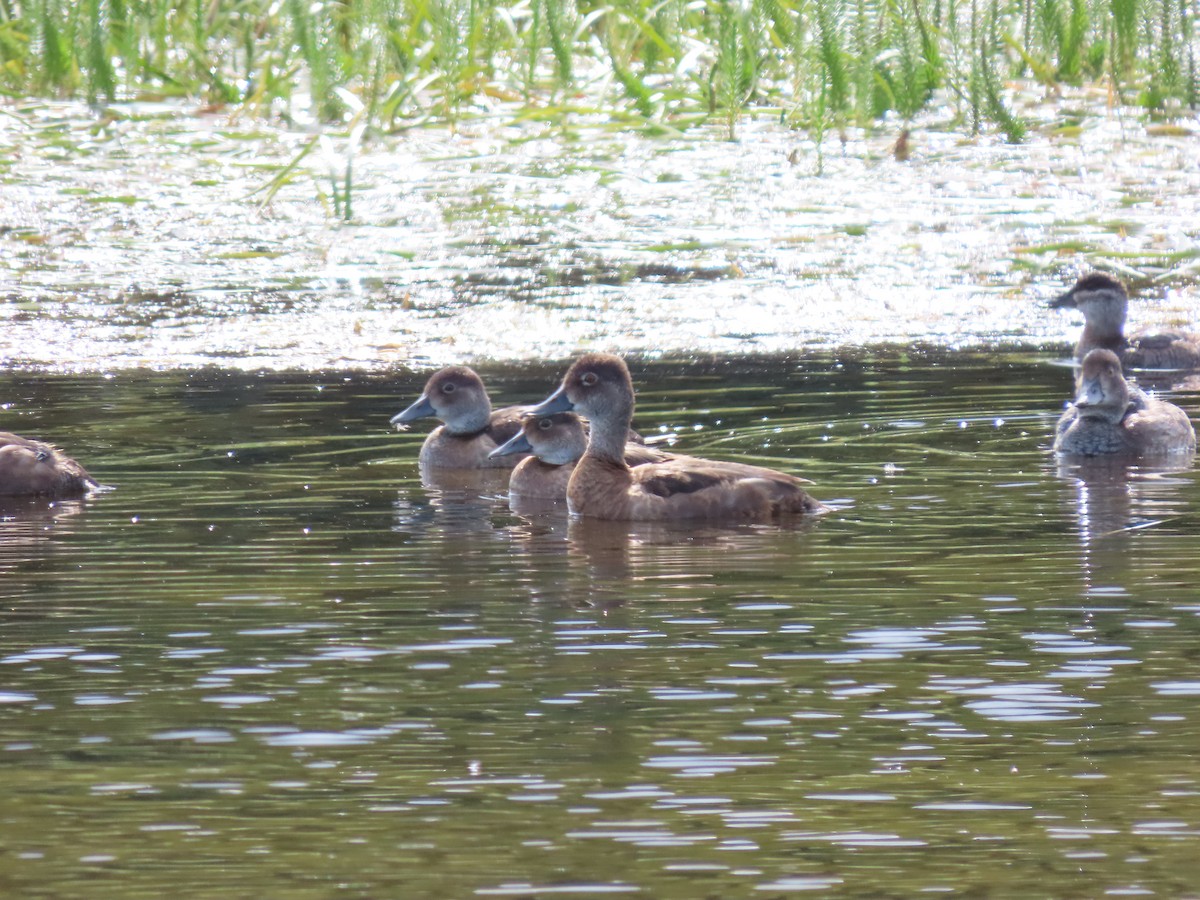 Ring-necked Duck - ML186540011