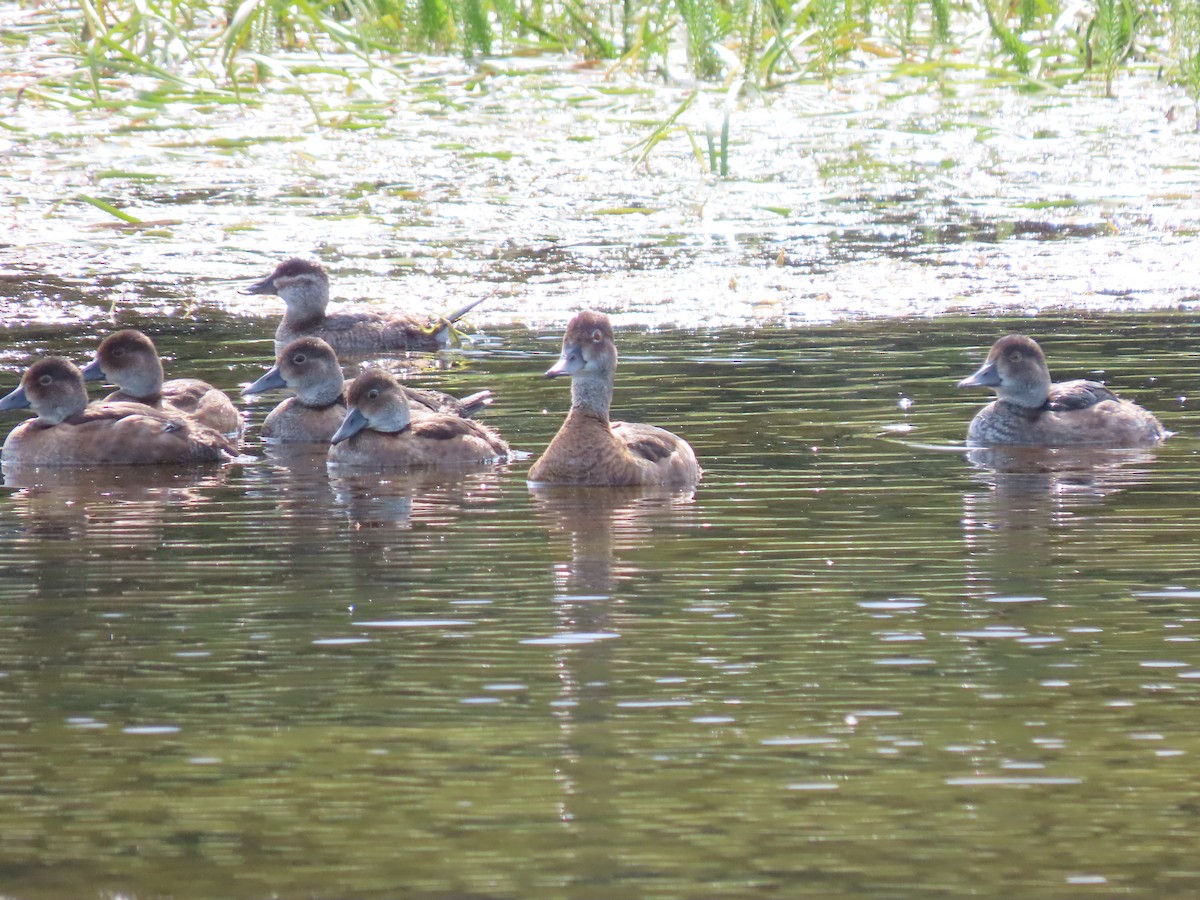 Ring-necked Duck - ML186540021