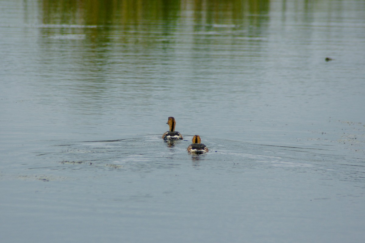 Fulvous Whistling-Duck - ML186540071