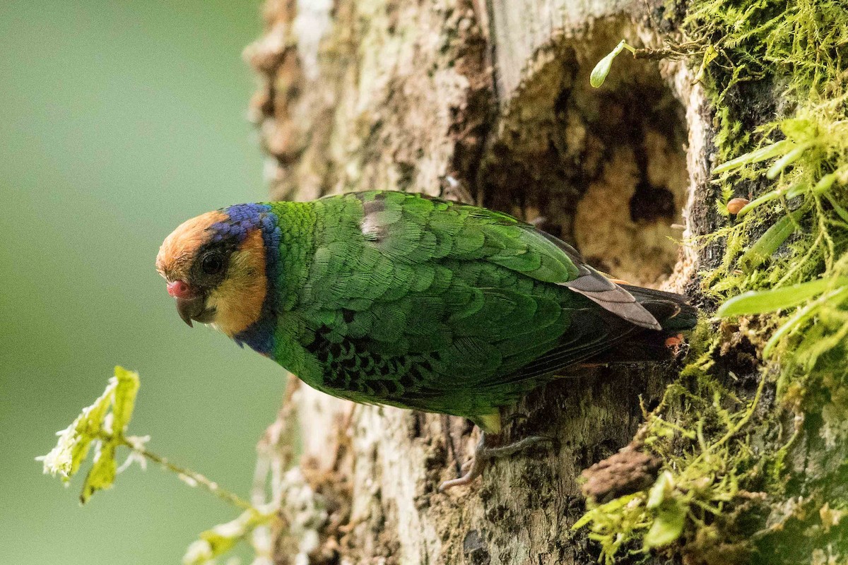 Red-breasted Pygmy-Parrot - ML186540221