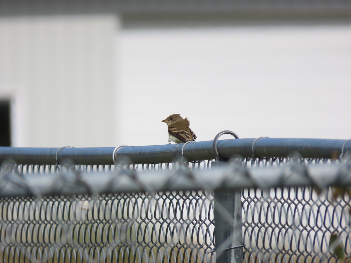 Alder Flycatcher - ML186540311