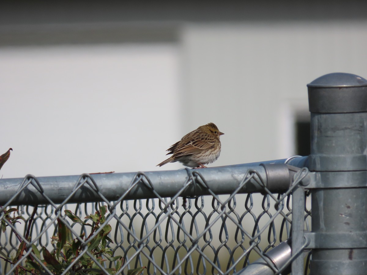 Savannah Sparrow - ML186540341