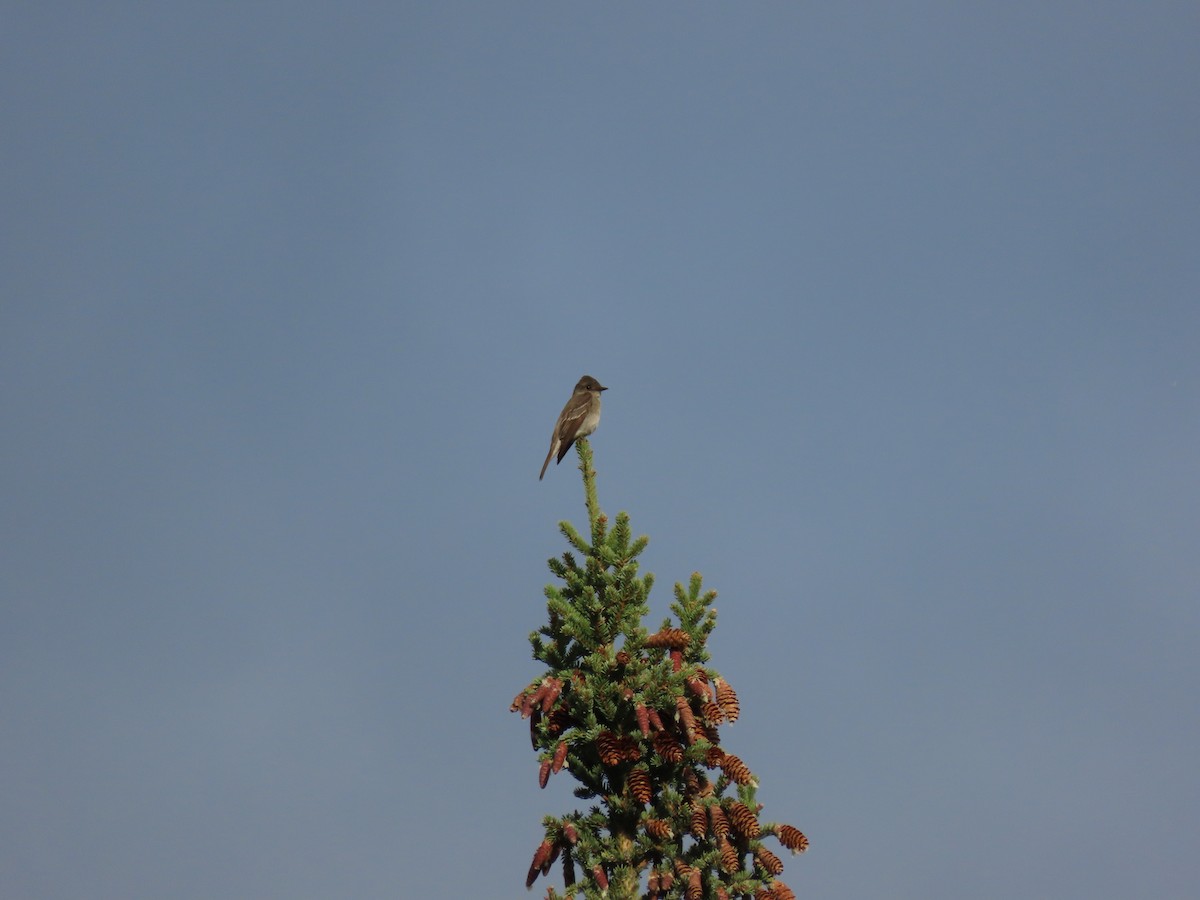 Western Wood-Pewee - ML186540551