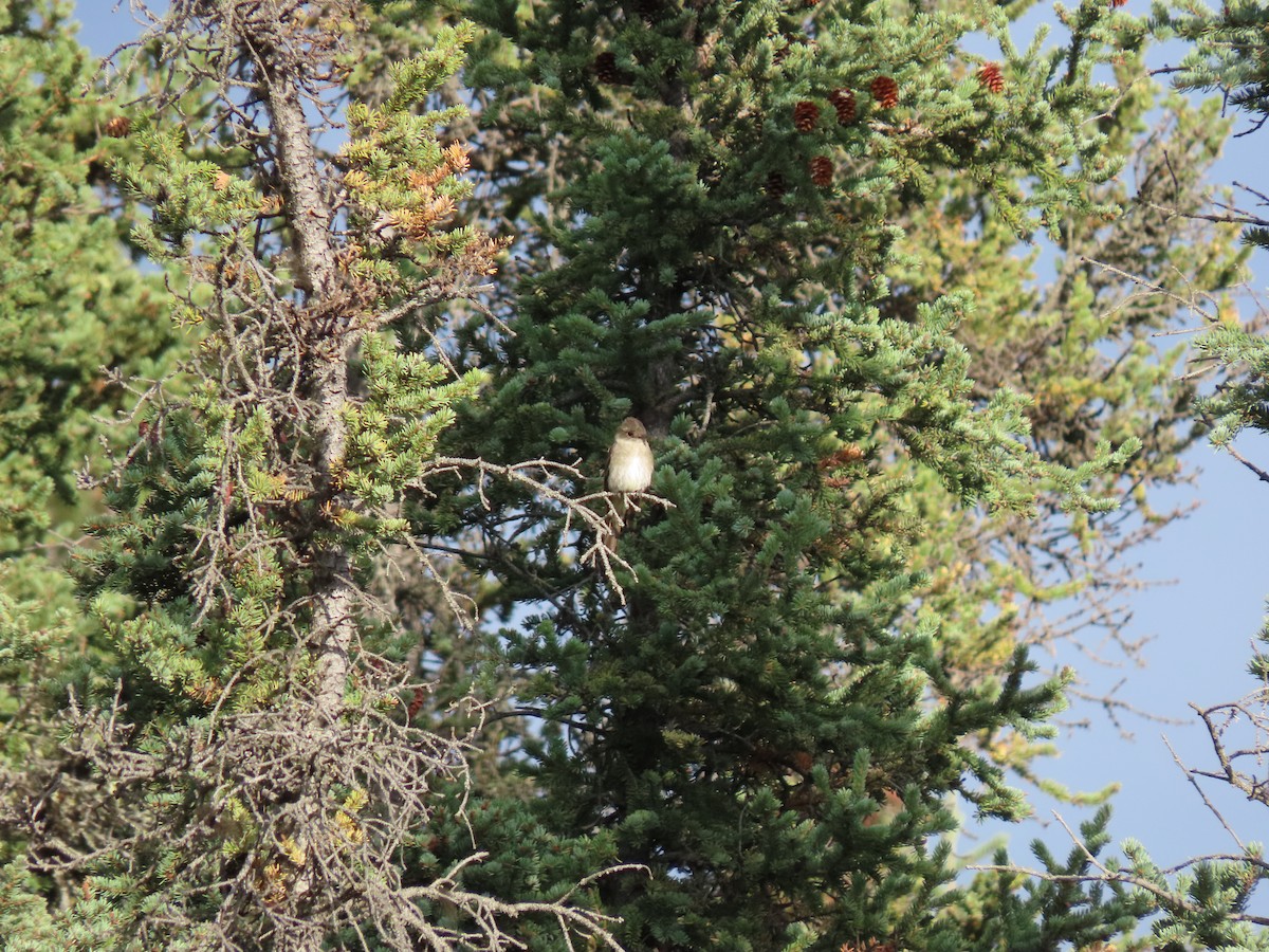 Western Wood-Pewee - ML186540591