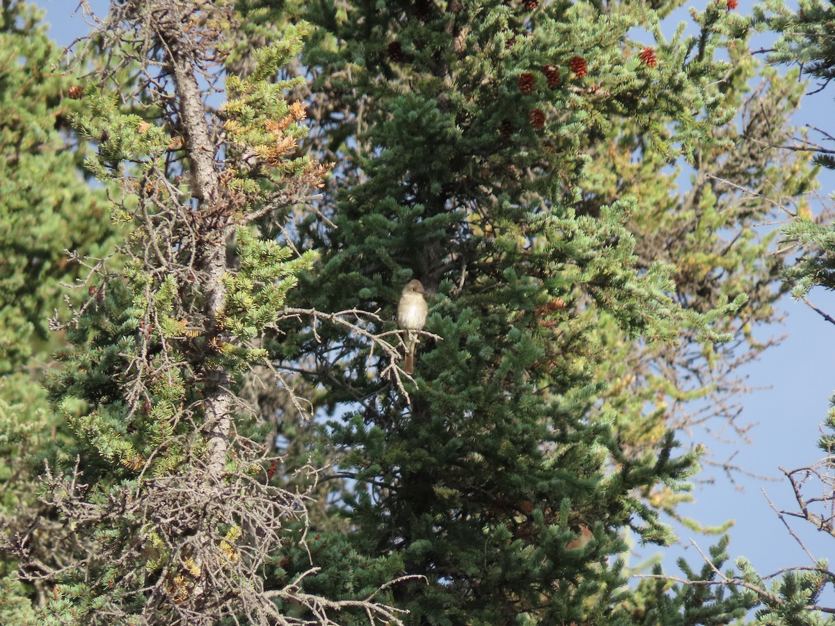 Western Wood-Pewee - ML186540601