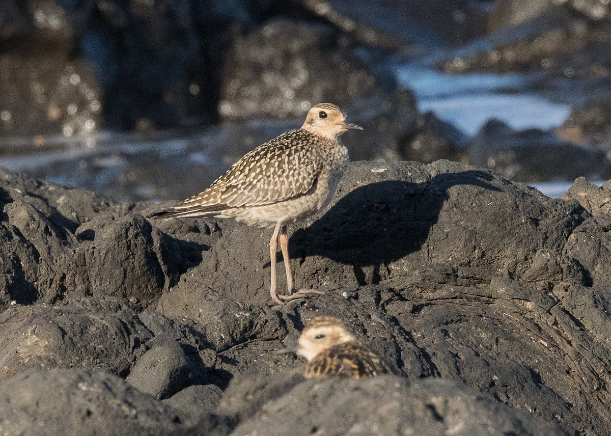 Pacific Golden-Plover - Chris Barnes