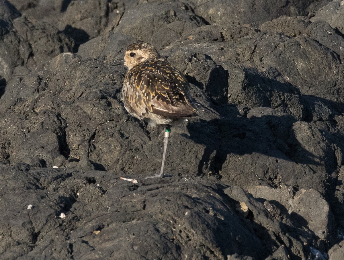 Pacific Golden-Plover - Chris Barnes