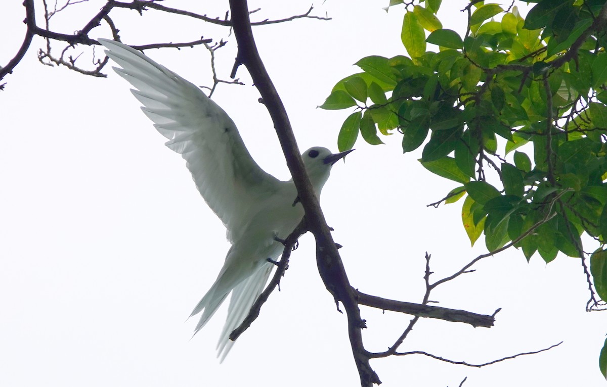 Charrán Blanco - ML186541051