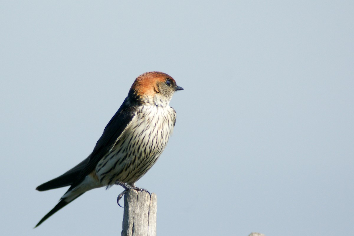 Greater Striped Swallow - ML186542211