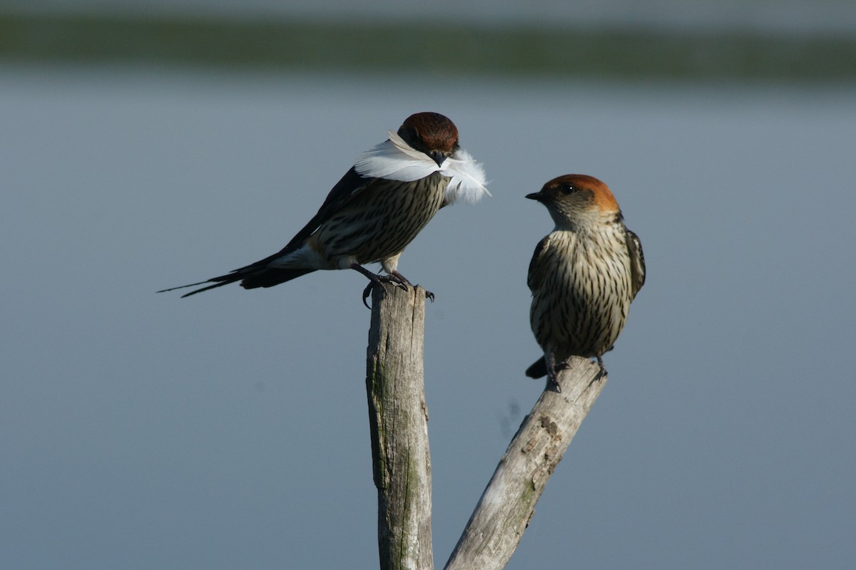 Greater Striped Swallow - ML186542221