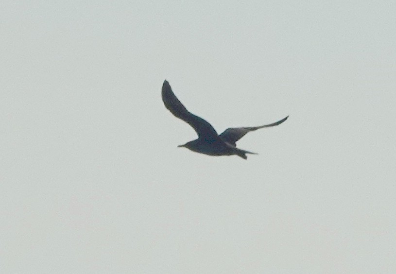 Wedge-tailed Shearwater - ML186543541