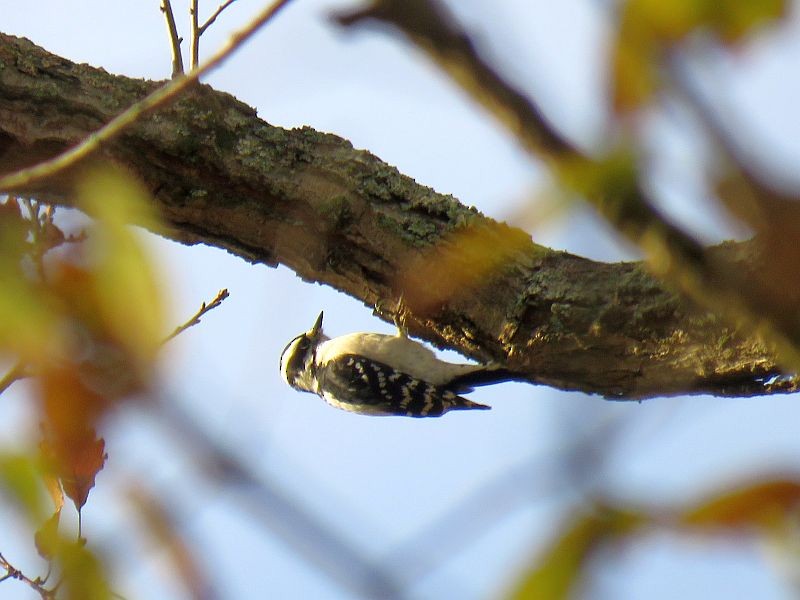 Downy Woodpecker - ML186544321