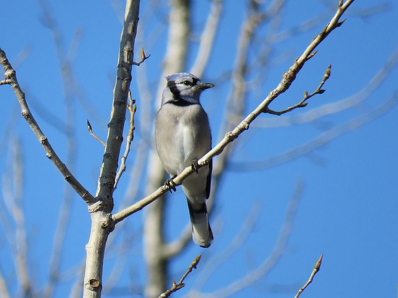 Blue Jay - ML186544421