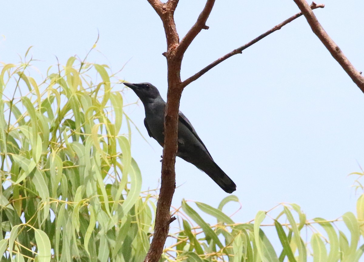 Common Cicadabird - ML186548701