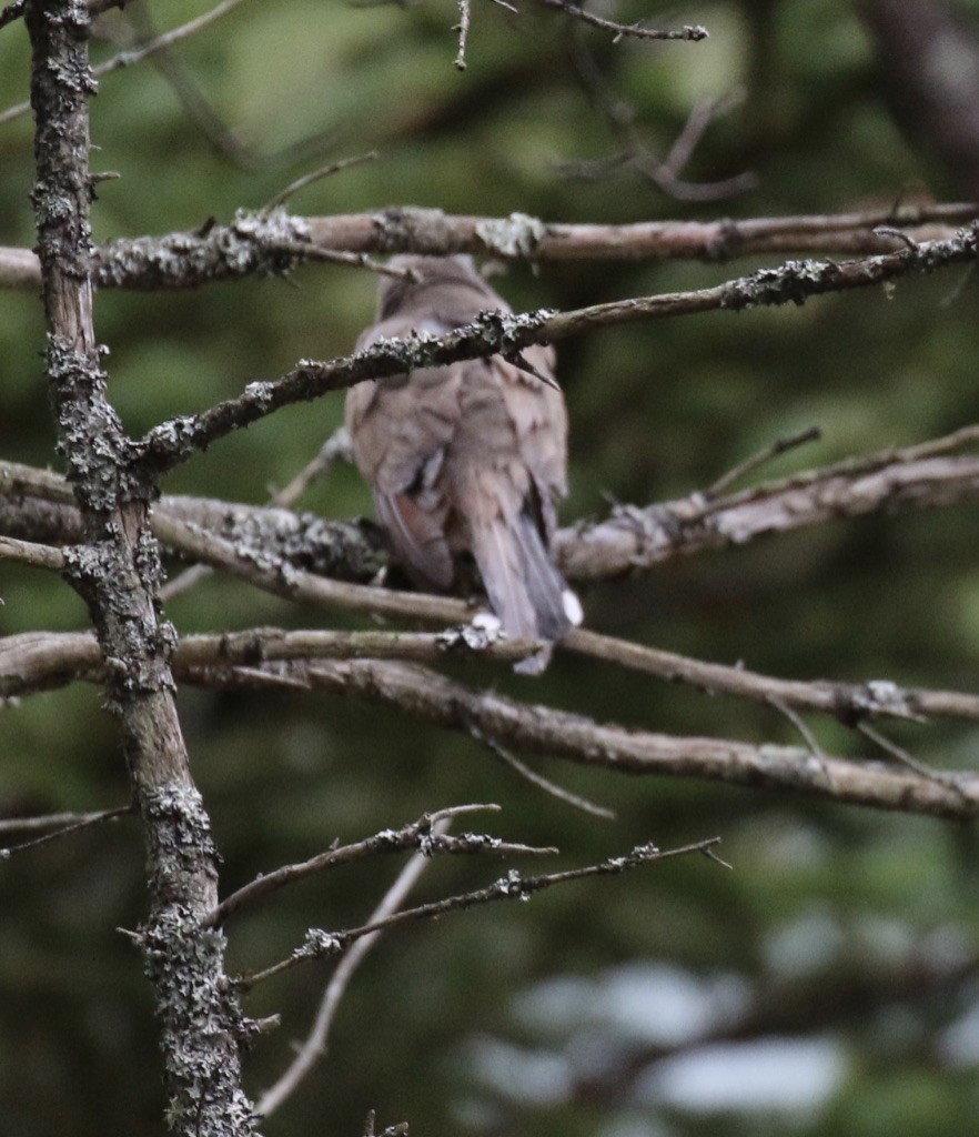 Yellow-billed Cuckoo - Seth Benz