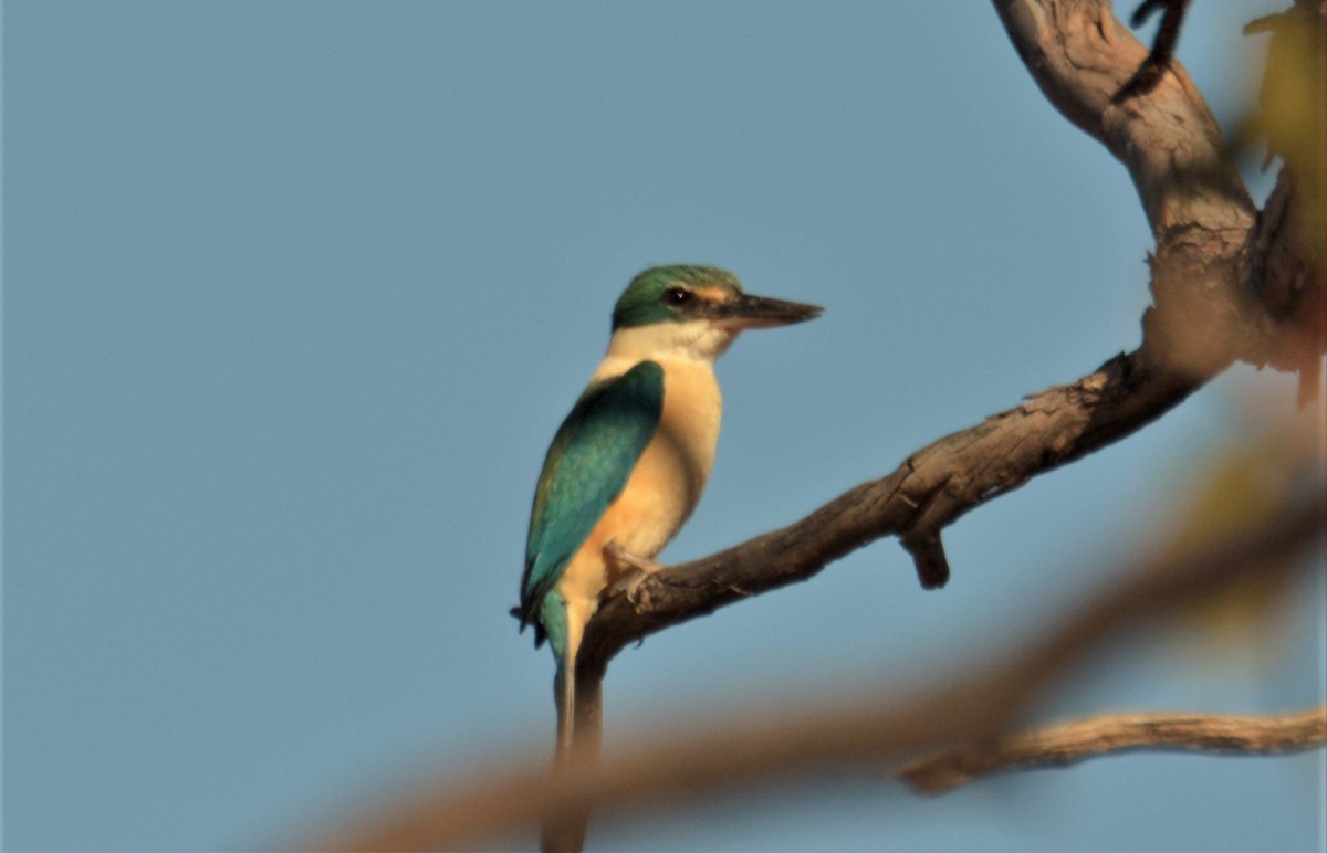 Sacred Kingfisher (Australasian) - ML186550401