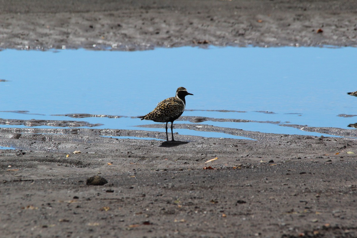 Pacific Golden-Plover - Magen Pettit