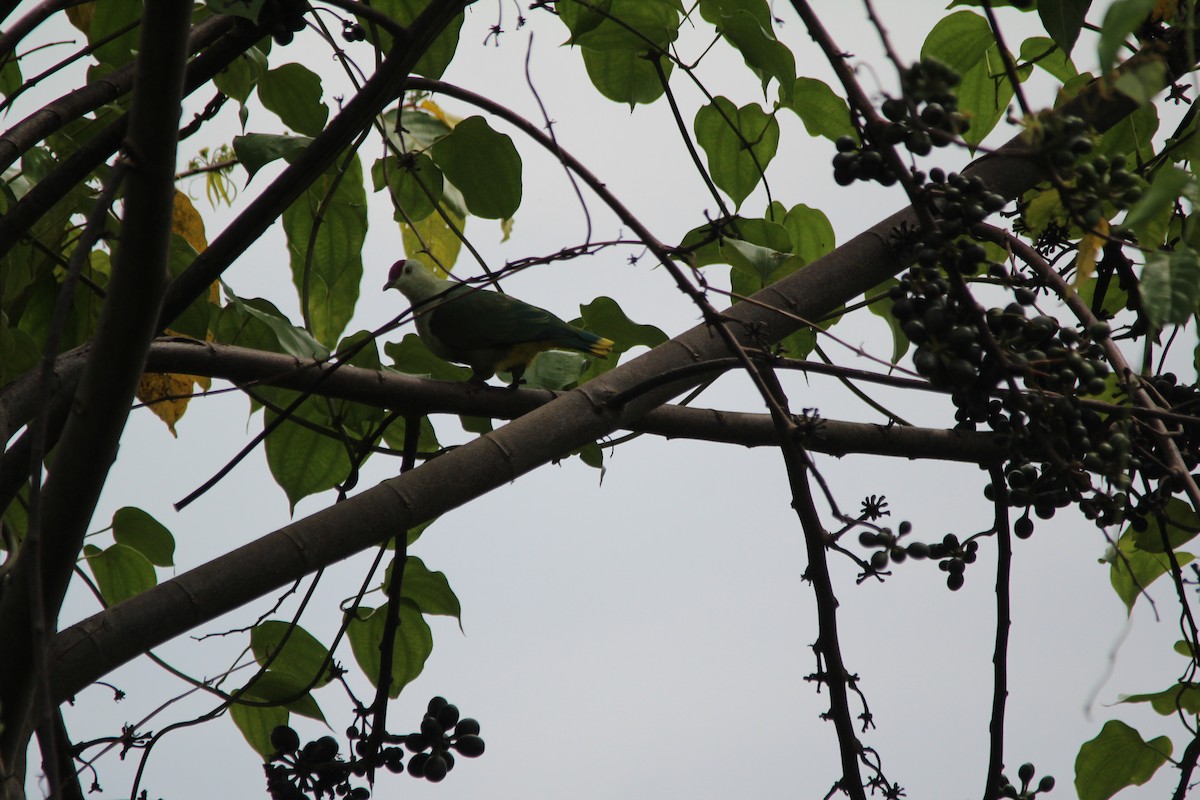 Crimson-crowned Fruit-Dove - Magen Pettit