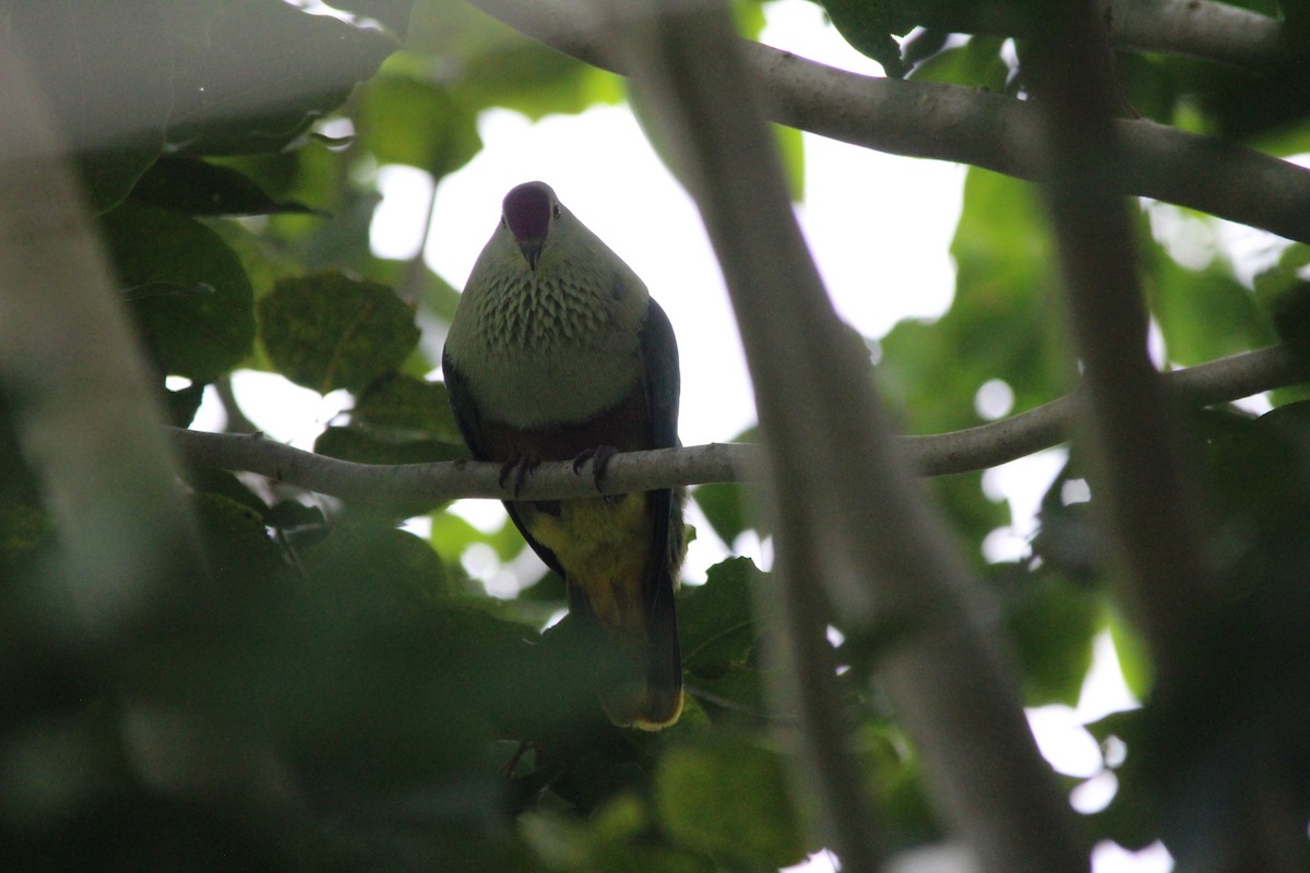 Crimson-crowned Fruit-Dove - Magen Pettit