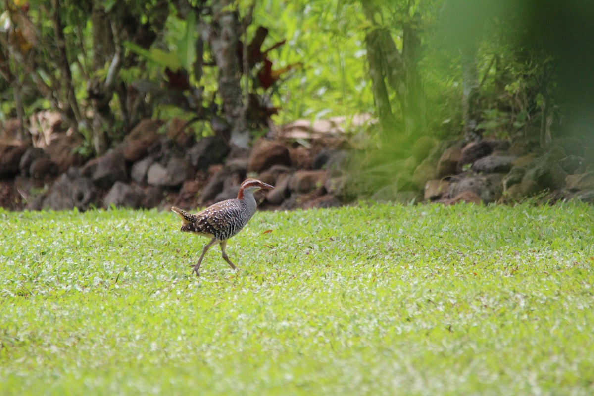 Buff-banded Rail - ML186551621