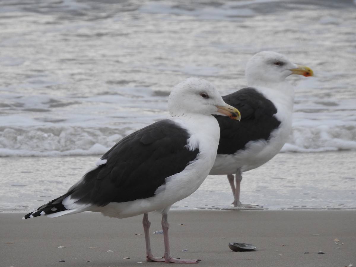 Great Black-backed Gull - Peter L